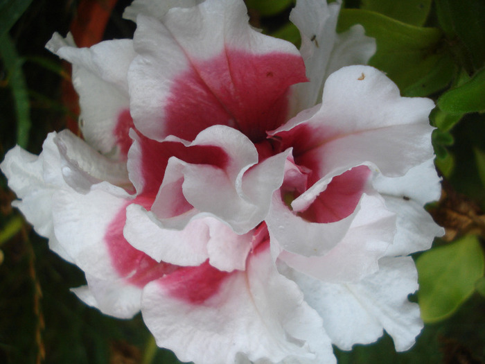 Double Petunia (2011, August 18)