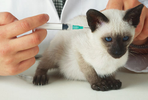 getty_rm_photo_of_kitten_vaccination