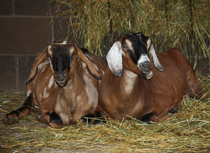 capre anglo nubiene - crescatori de capre -austria ziege farm