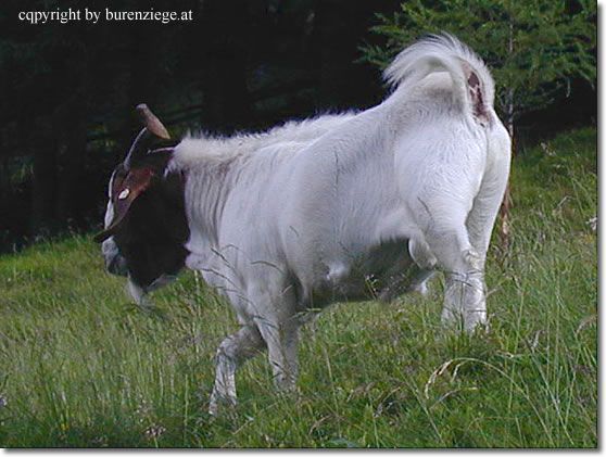 boer_bak_1 - crescatori de capre -austria ziege farm