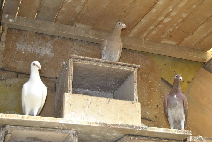 PODIUM DE PREMIERE