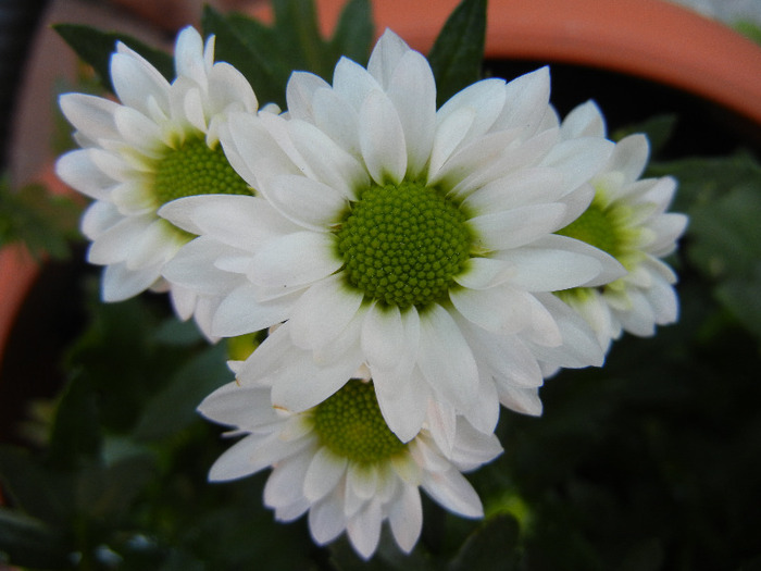 Chrysanth Picomini White (2011, Aug.14) - Chrysanth Picomini White
