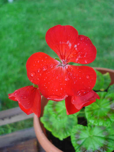 Geranium Upright Red (2011, Aug.18) - Geranium Upright Red