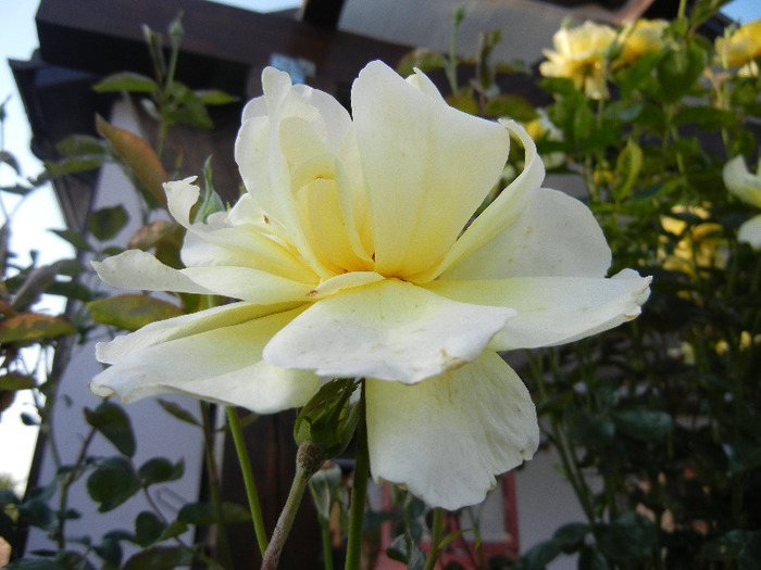 Rose Golden Showers (2011, August 20)