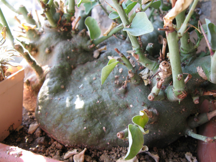 Adenia spinosa - Caudex Plante cu caudex