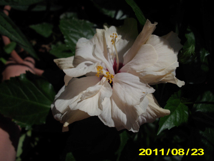 cu multumiri codrutei - hibiscus