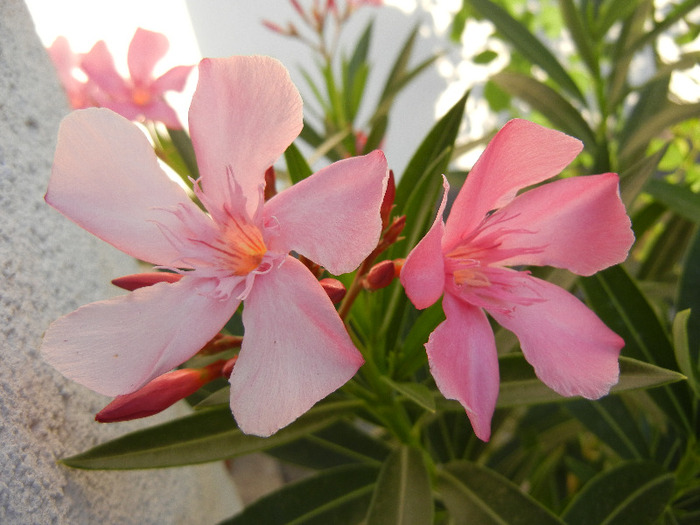 Pink Oleander (2011, August 22)