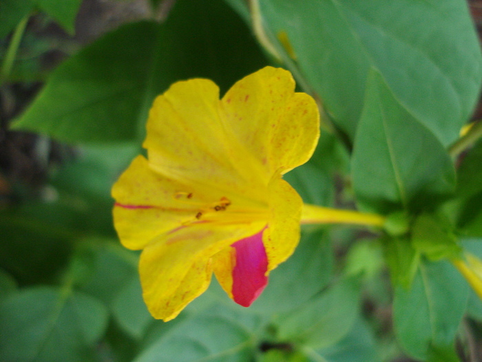 Mirabilis jalapa (2009, September 12)