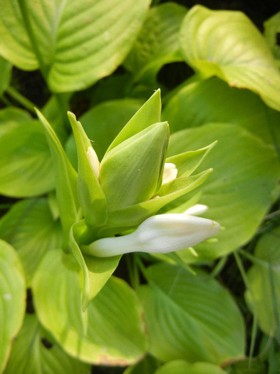 Hosta_Plantain Lily (2011, August 22)