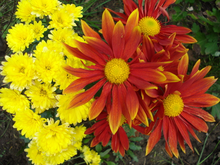 Chrysanthemum, 12nov2009 - CHRYSANTHEMUM by Color