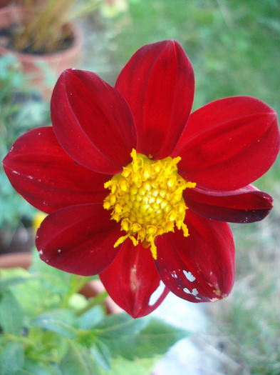 Red Dahlia (2011, August 14)