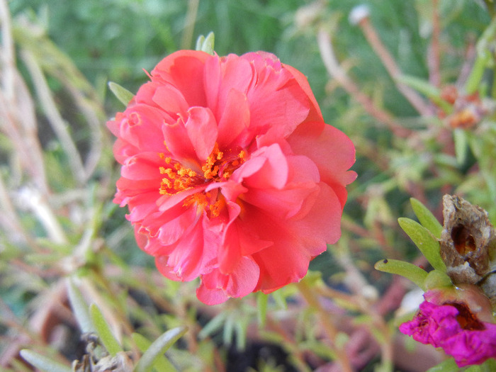 Portulaca grandiflora (2011, Aug.24)