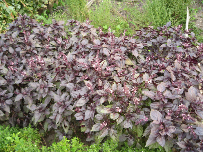 Rosii cherry in suc de rosii cu busuioc si usturoi; Busuioc grena.
