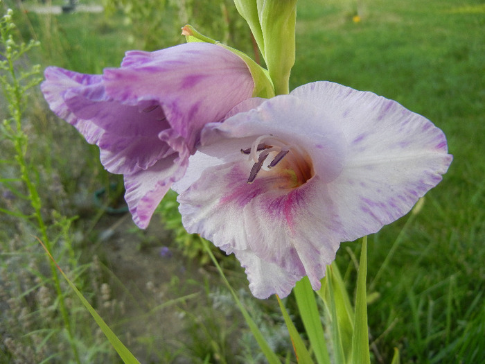Purple Gladiolus (2011, August 25) - Gladiolus Purple