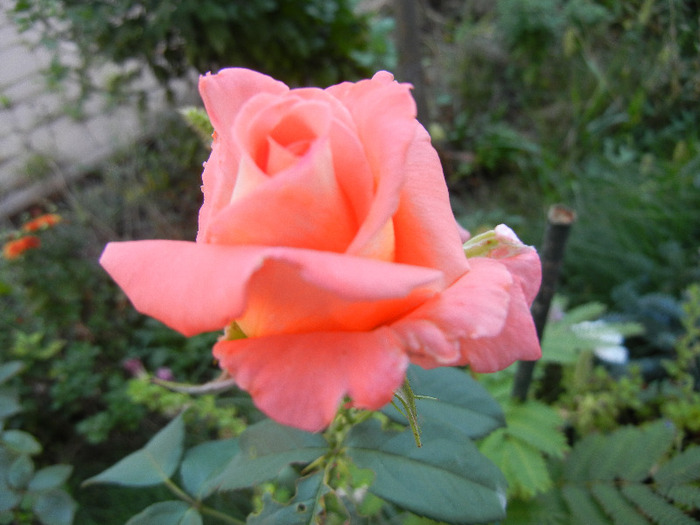 Orange Pink rose, 24aug2011
