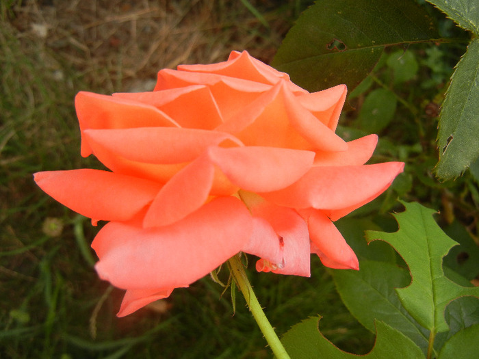 Orange Pink rose, 25aug2011