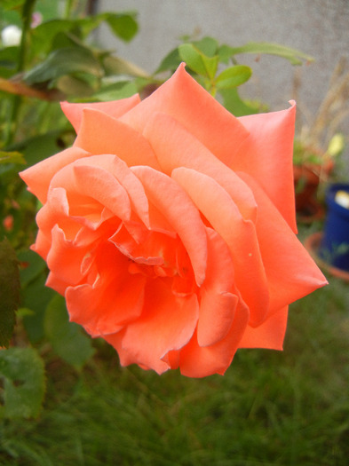 Orange Pink rose, 25aug2011