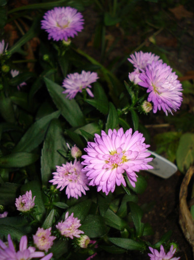 DSC02706 - Aster