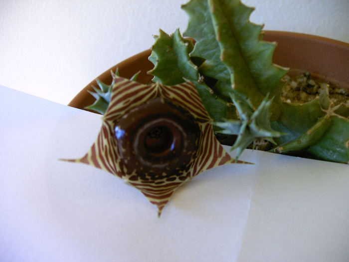 Huernia zebrina - Cactusi -suculente