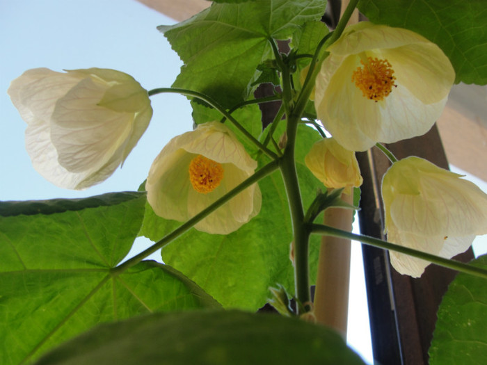 abuti giant white vine