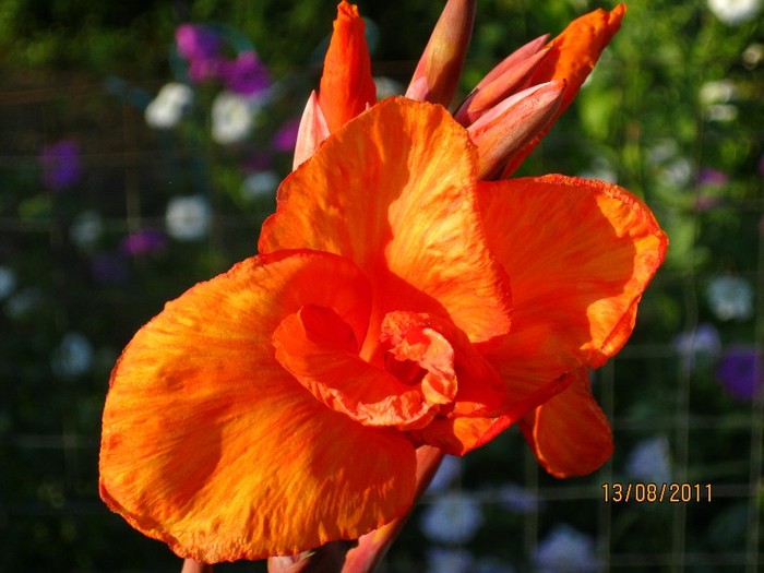 canna portocalie - Flori in gradina 2011