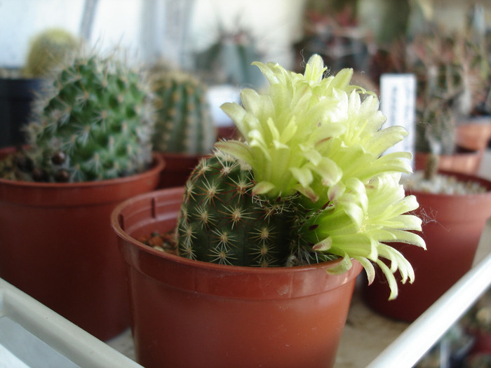 Echinocereus viridiflorus