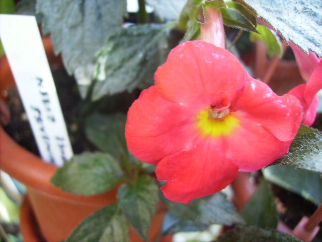 achimenes Orange Queen