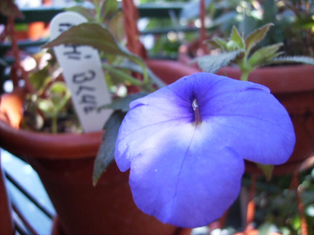 achimenes Blue