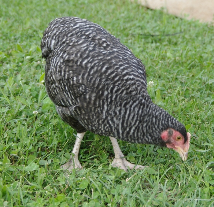 marans; - rasa din Franta
- oua de culoare rosu inchis
