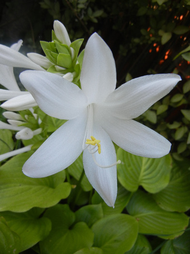 Hosta_Plantain Lily (2011, August 29)