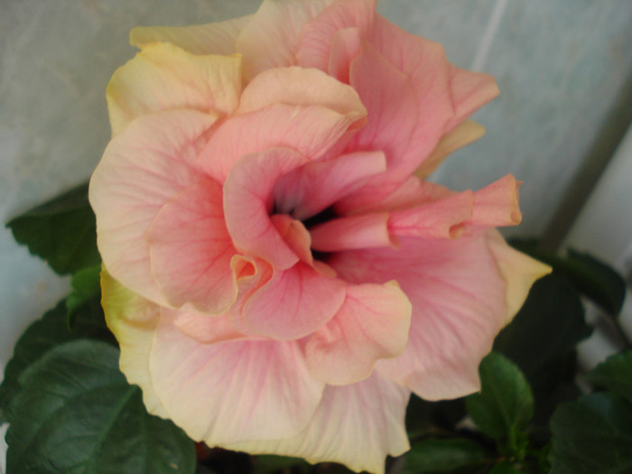 DSC00078 - HIBISCUS 2011