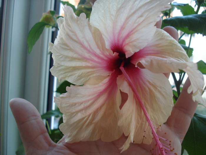 DSC00102 - HIBISCUS 2011