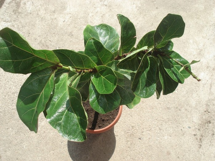 ficus lyrata - florile mele2