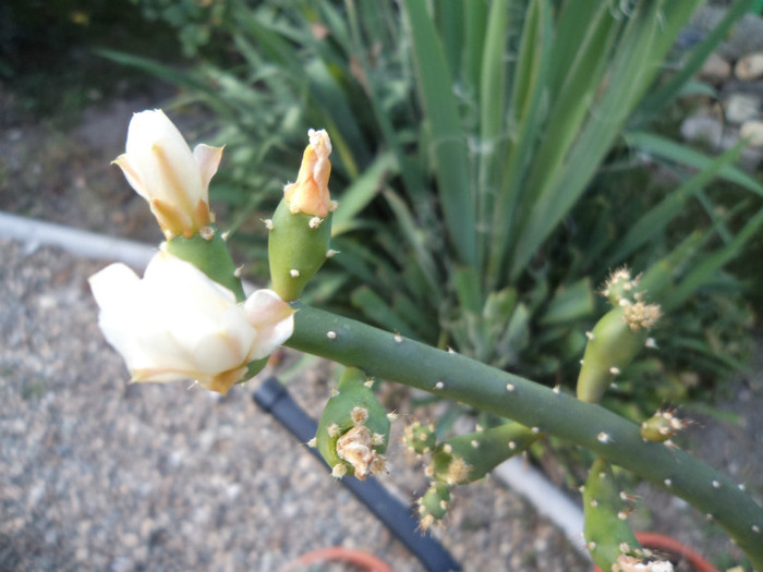 Australopuntia - Cactusi si suculente 2011