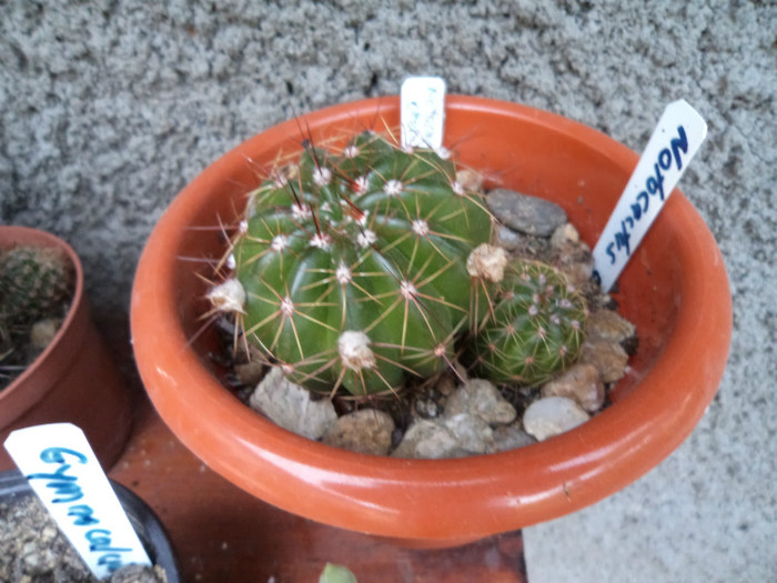 Notocactus- bobocii de toamna - Cactusi si suculente 2011