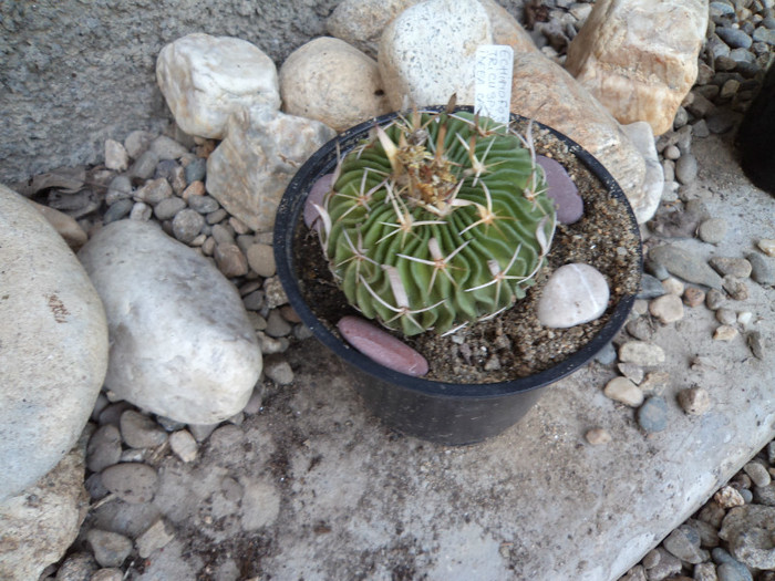 Echinofossula tricuspidatus 2 - Cactusi si suculente 2011
