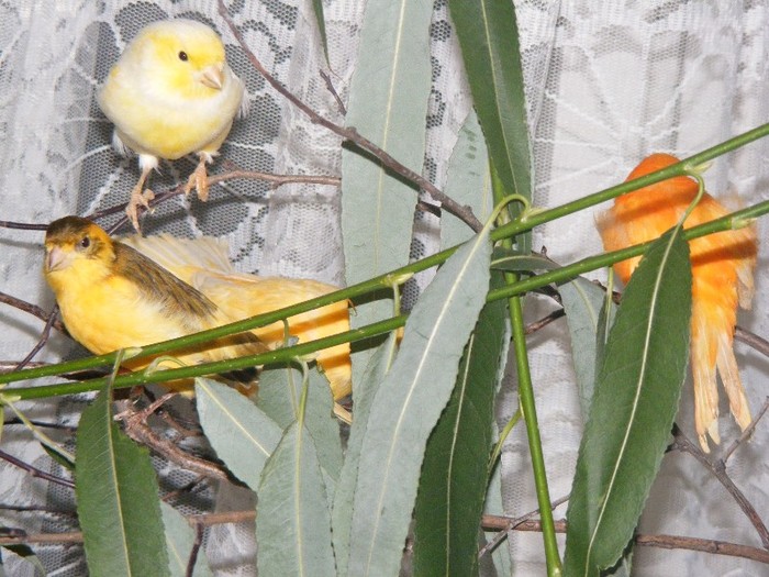 DSCF6328 - canari