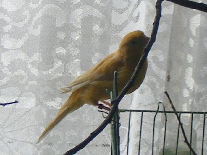 DSCF6361 - canari