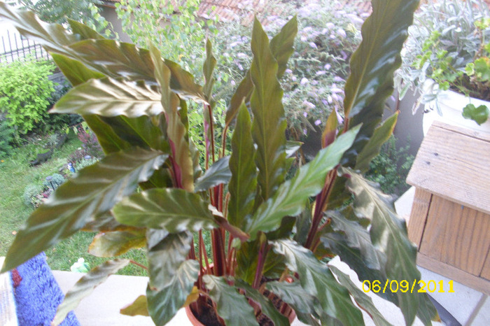 calathea rufibarba