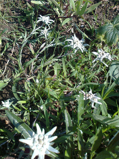floare de colt - flori 2011