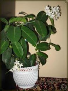iasomie de madagascar sau jasminum stephanotis; foto. nu-mi apartine

