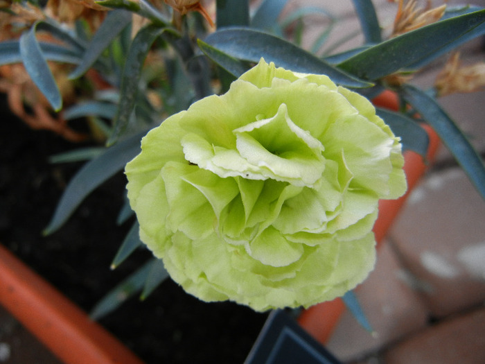 Dianthus Adorable JADE (2011, Sep.08)