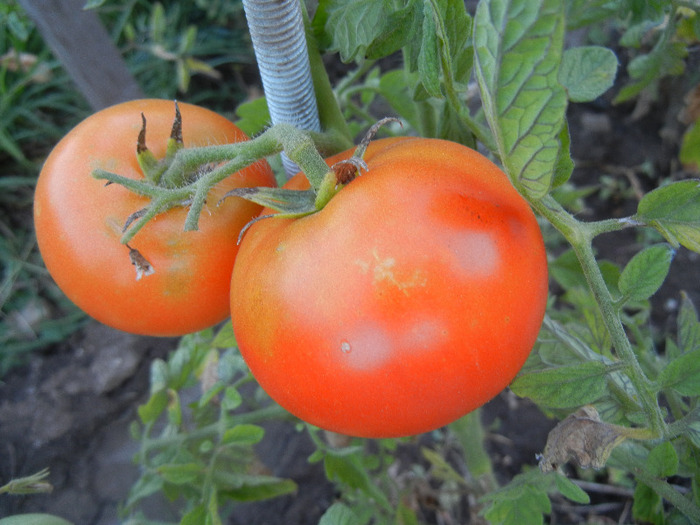 Tomato Saint-Pierre (2011, August 28)