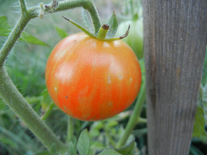 Tomato Tigerella (2011, August 28)