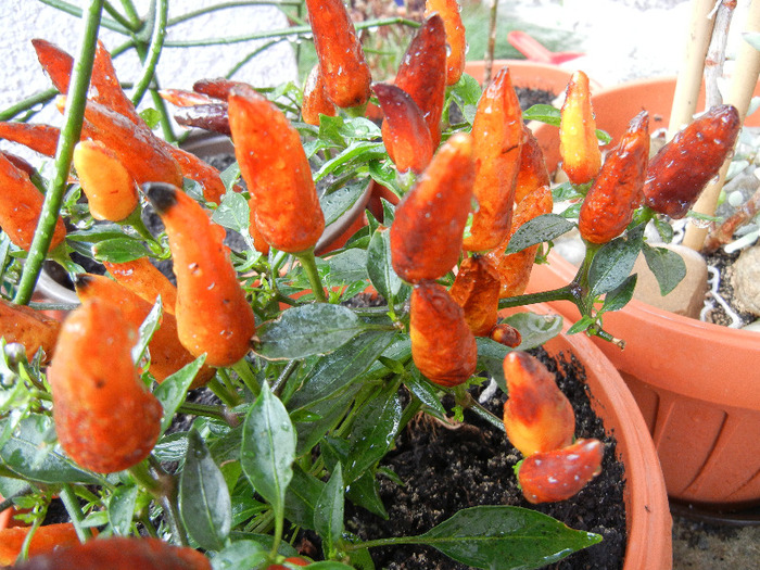 Brown Orange Peppers (2011, Sep.08)