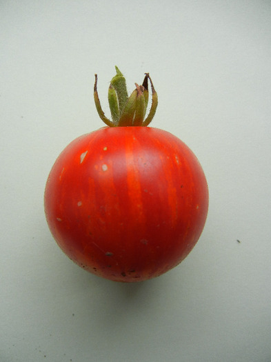 Tomato Tigerella (2011, September 09)