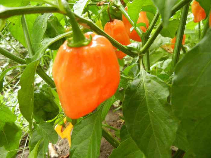 Orange Habanero Pepper (2011, Sep.08)