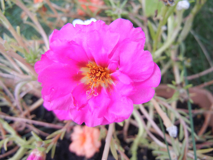 Portulaca grandiflora (2011, Sep.08)