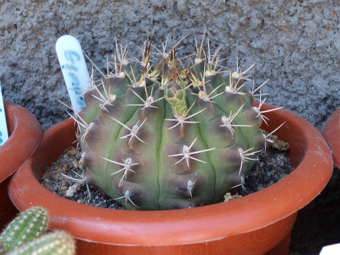 Gymnocalcium- boboc, a 4-a tura de flori - Cactusi si suculente 2011