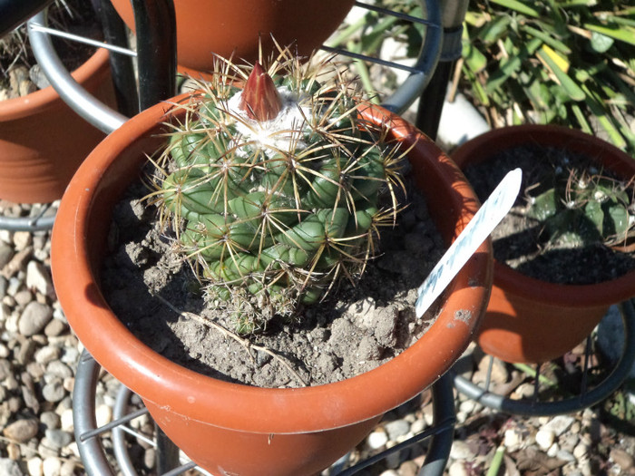 Coryphanta- a 4-a tura de boboc - Cactusi si suculente 2011
